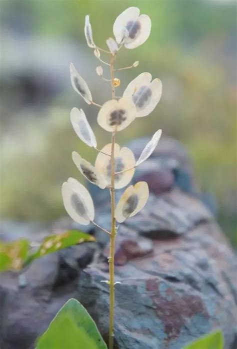 銀扇草